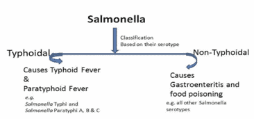 Salmonella Typhi Essay Example
